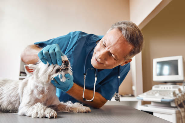 Best Pediatric Emergency Dentist in Vla Grove, IL